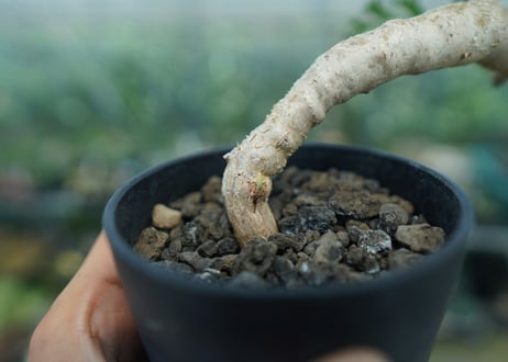 ペラルゴニウム　カルノーサム　Pelargonium carnosum  No.2