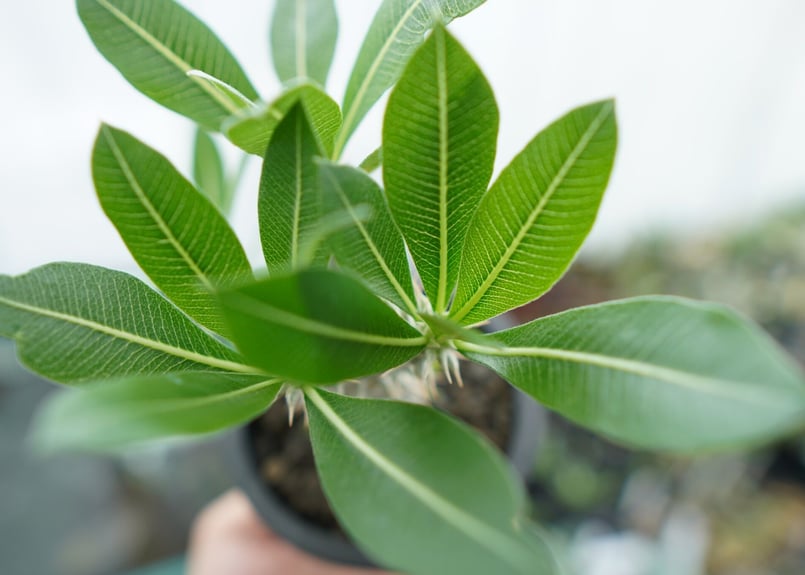 パキポディウム ホロンベンセ Pachypodium horombense No.11 |