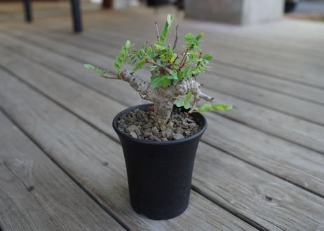 センナ　メリディオナリス　Senna meridionalis　No.1