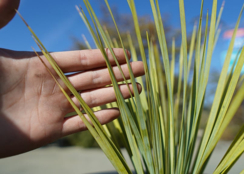 ユッカ ロストラータ yucca rostrata No.1 | mana's green:塊 ユッカ ロストラータ yucca rostrata No.1 | mana's green:塊