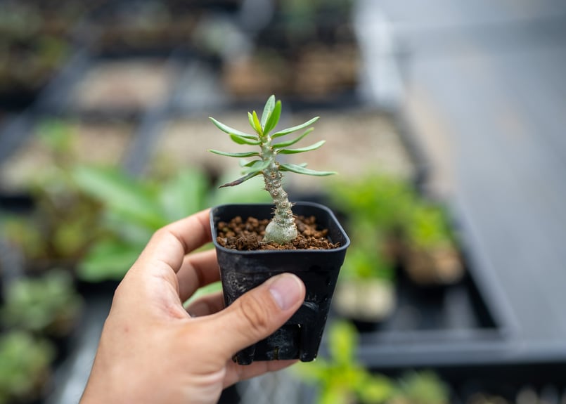 【まん丸】パキポディウム ビスピノーサム 赤肌大株発根済 塊根 アガベ 現地球 まん丸】パキポディウム ビスピノーサム 赤肌大株発根済 塊根 アガベ