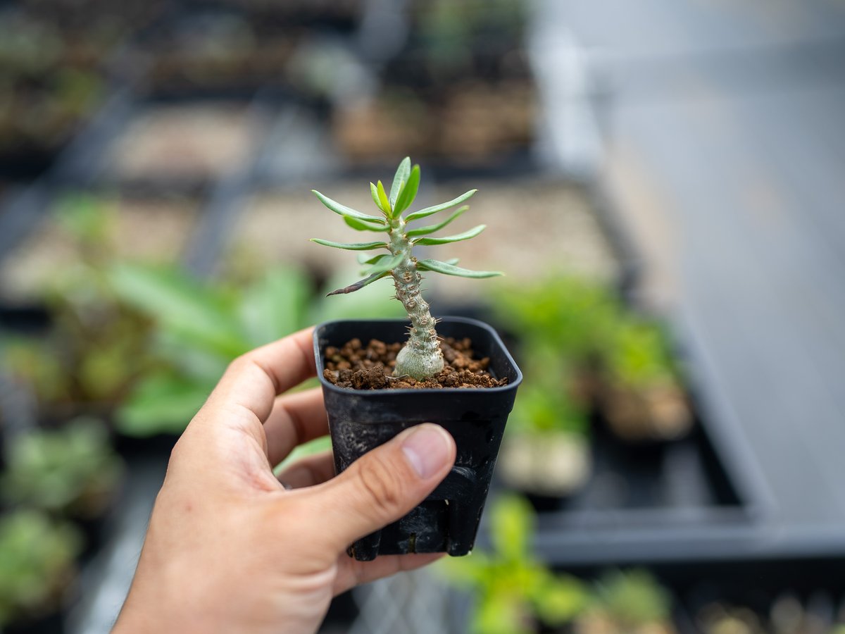 パキポディウム ビスピノーサム 沖縄実生 | mana's farm:塊根植物