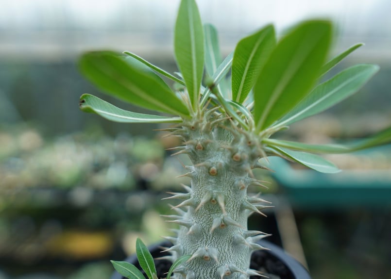 パキポディウム ホロンベンセ Pachypodium horombense | mana's