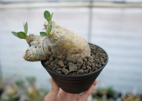 パキポディウム　エブレネウム　Pachypodium eburneum　No.2