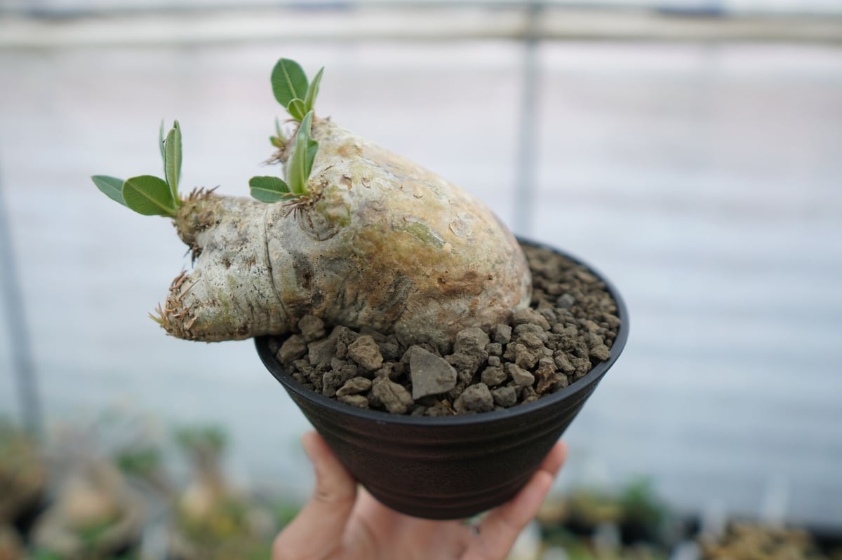 パキポディウム エブレネウム Pachypodium eburneum No.2 | mana