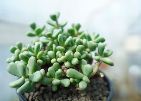 ケラリア　ピグマエア　Ceraria pygmaea 　No.8