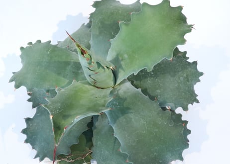 Agave potatorum 'Cameron Blue'  №2