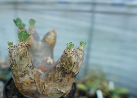 パキポディウム　エブレネウム　Pachypodium eburneum　No.1