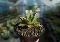 Agave Mr Ripple | mana's green:塊根植物販売|マナズグリーン