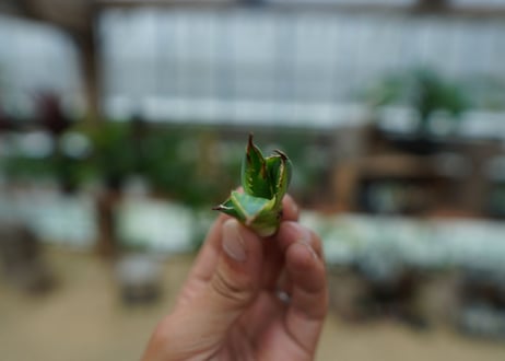 アガベ　チタノタ　黄覆輪　Agave titanota variegata