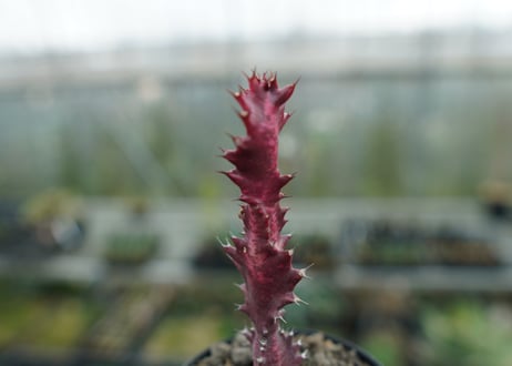 ユーフォルビア　紅彩雲閣　Euphorbia trigona f. rubra　No.2