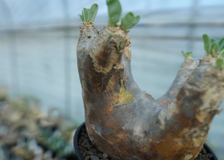 パキポディウム　エブレネウム　Pachypodium eburneum　No.1