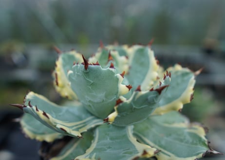 アガベ　兜蟹錦　連棘　Agave isthmensis “Kabutogani” variegata