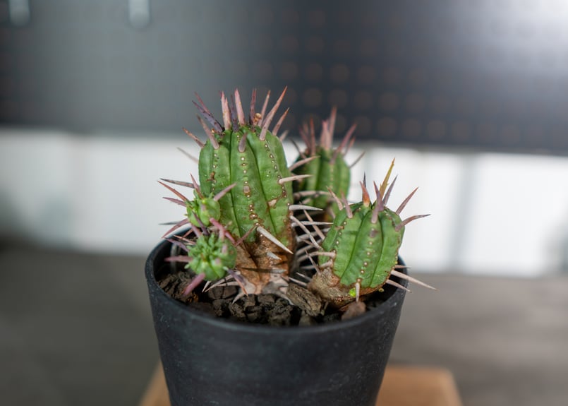 ユーフォルビア フェロックス | mana's farm:塊根植物・アガベ・ドライ