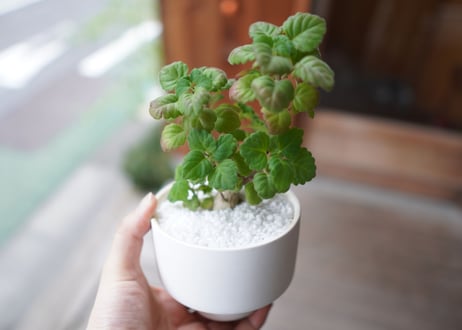 プレクトランサス　エルンスティー　Plectranthus ernstii