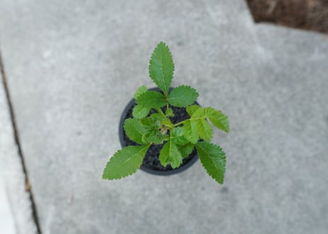 【沖縄実生株】ブルセラ ヒンドシアナ Bursera hindsiana