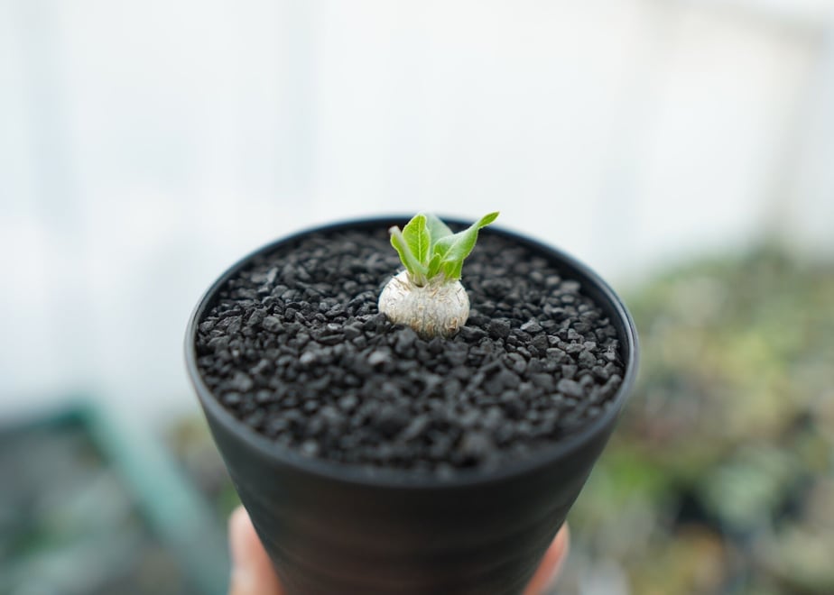 64321ce079443d00693612f3