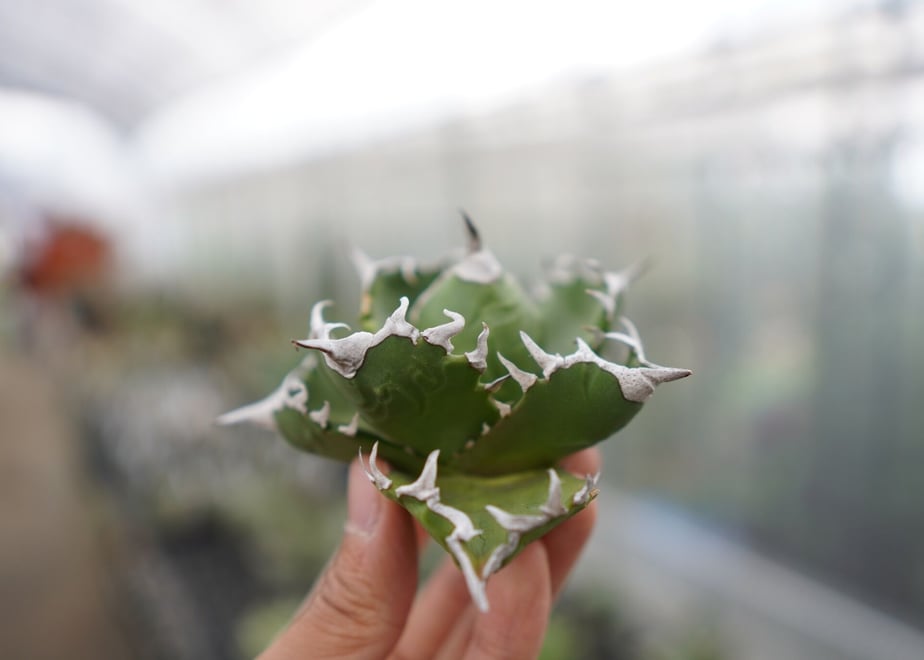 6142ef9c47a53447d297550b