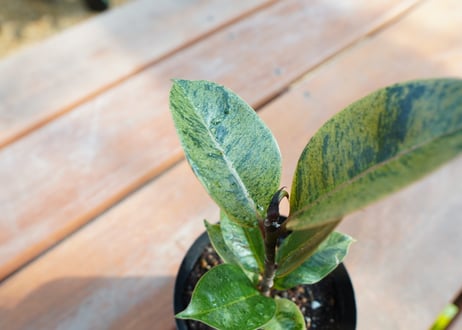 フィカス　ジン　Ficus elastica ”Jin”