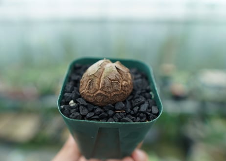 亀甲竜　Dioscorea elephantipes　No.3