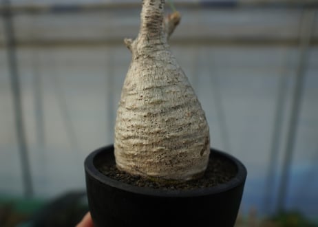パキポディウム　グラキリス　 Pachypodium Gracilius  No.6