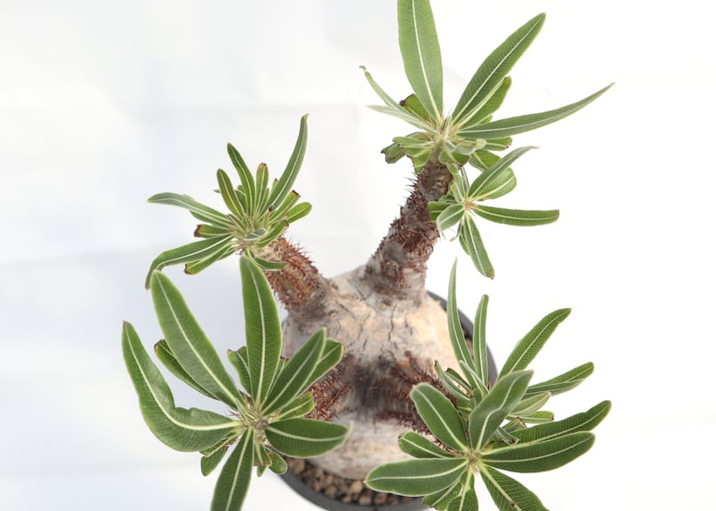 パキポディウム グラキリス no.78 | mana's farm:塊根植物・アガベ