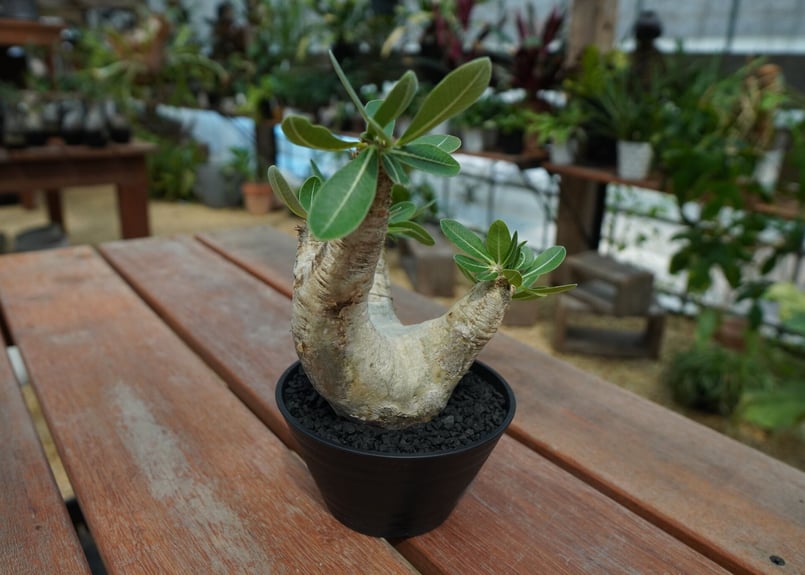 パキポディウム エブレネウム Pachypodium eburneum No.2 | man