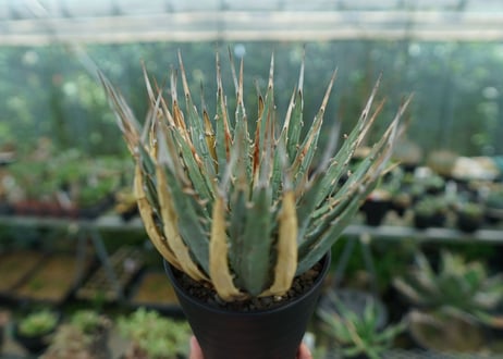 アガベ　ユタエンシス　Agave uthaensis　No.9