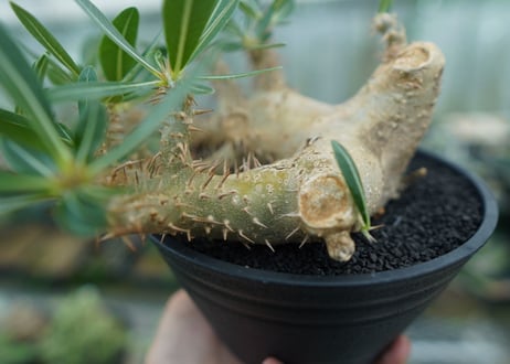 パキポディウム　デンシフローラム Pachypodium densiflorum  No.1