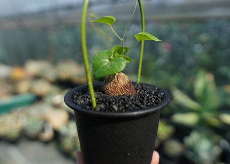 亀甲竜　Dioscorea elephantipes No.3