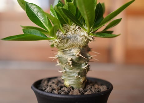 パキポディウム　恵比寿笑い接木　Pachypodium brevicaule