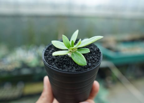 パキポディウム　恵比寿笑い　Pachypodium brevicaule　No.1