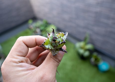 Agave B&B 特大 カキコ NO.3