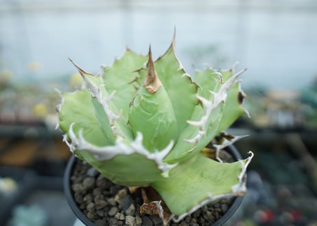 アガベ　チタノタ　聖火　Agave titanota Torch