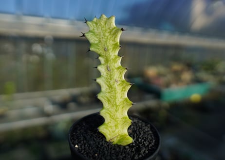 ユーフォルビア　イエローゴースト　Euphorbia lactea Yellow Ghost