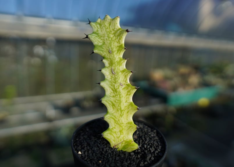 ユーフォルビア イエローゴースト Euphorbia lactea Yellow Ghost
