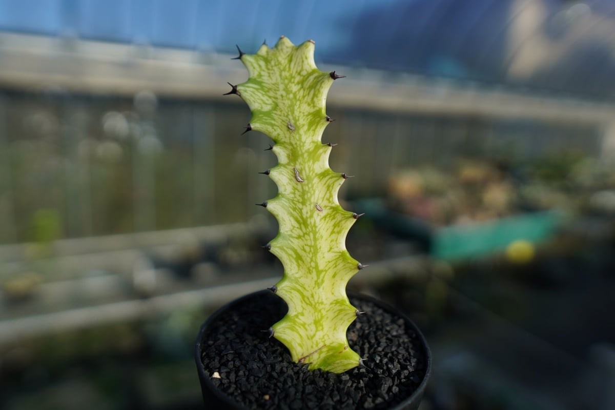 【観葉植物】イエローゴースト2本立 観葉植物】イエローゴースト2本立 | 陽華園