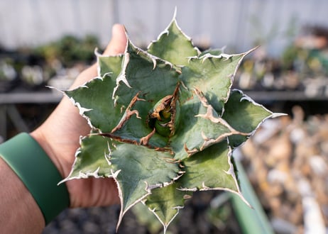 Agave titanota Solar eclipse 夕映嚴龍