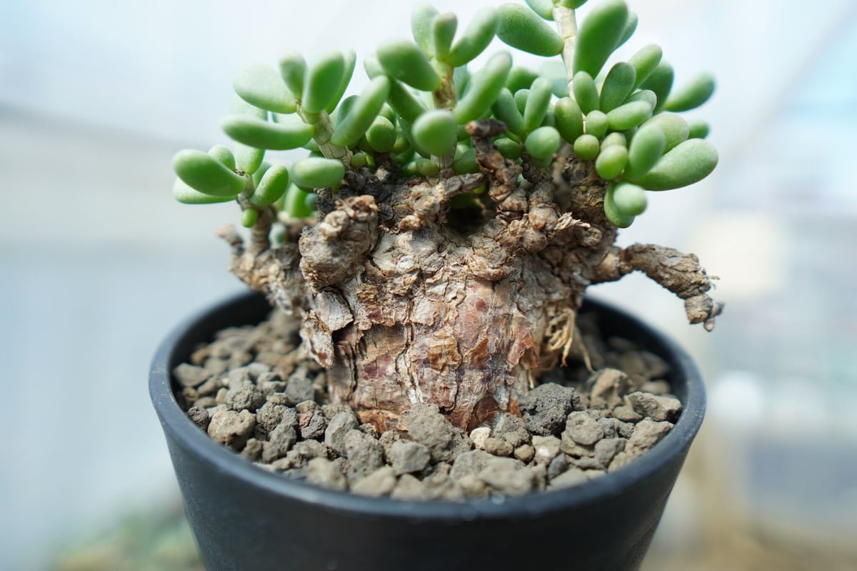 ケラリアピグマエア　XXL ケラリアピグマエア XXL ケラリアピグマエア | STORES