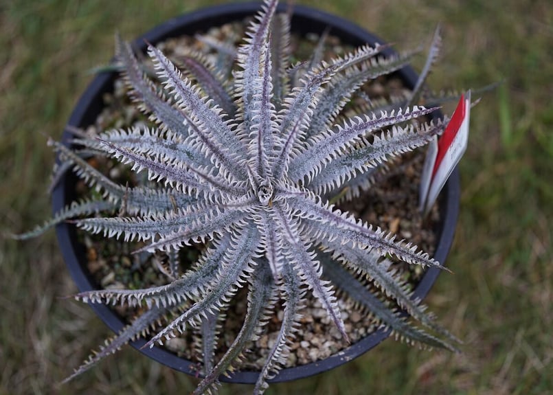 その他観葉植物 Dyckia tracking Dyckia tracking code FWF | mana's farm:塊根植物・アガベ