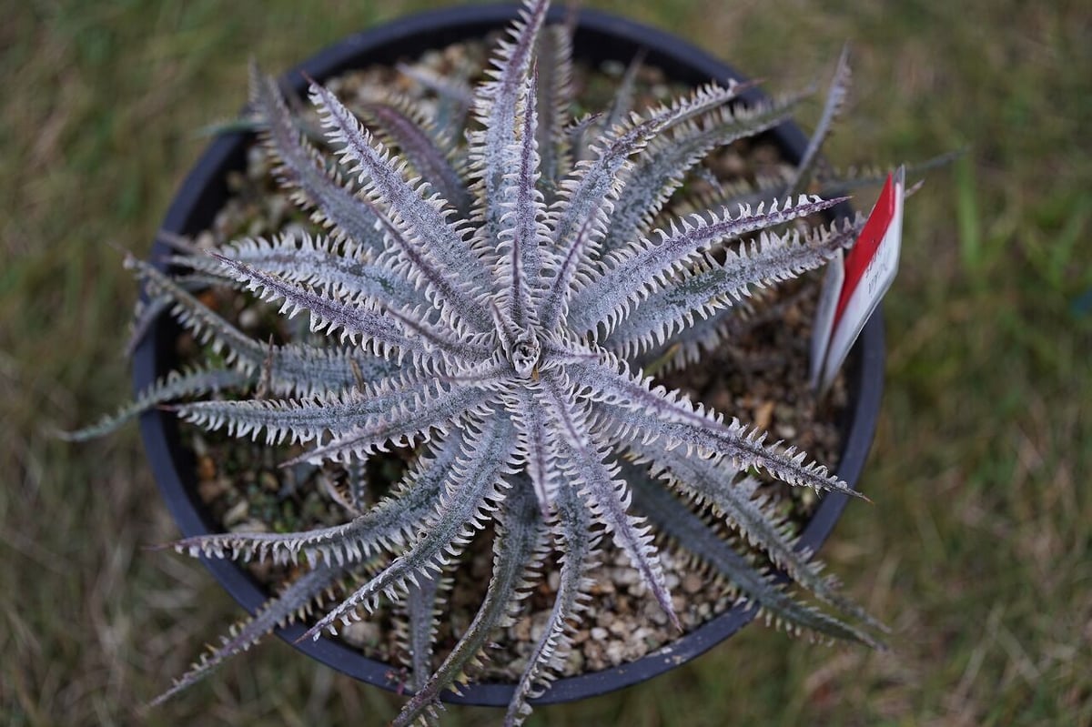 Dyckia Nagas | mana's farm:塊根植物・アガベ・ドライガーデン植物販売