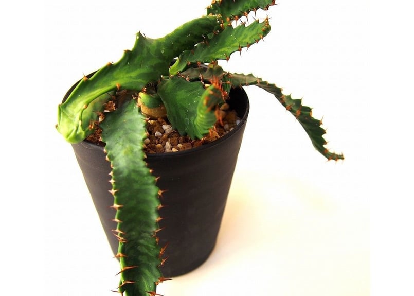 ユーフォルビア ステラータ 飛竜 Euphorbia stellata 11 未発根 | m