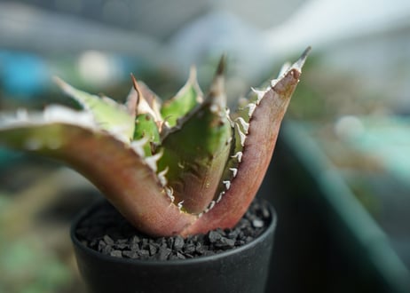 アガベ　チタノタ　レッドキャットウィーズル　Agave titanota Red catweezle　No.10