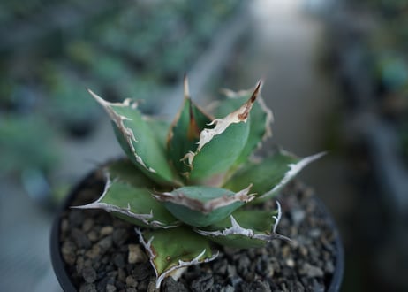 アガベ　チタノタ　FO-76　agave titanota  FO-76  No.10