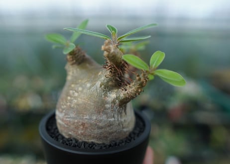 パキポディウム マカイエンセ　Pachypodium makayense　No.1