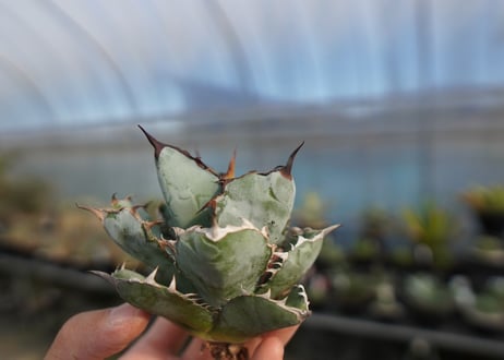 agave titanota ブラック＆ブルー　No.6