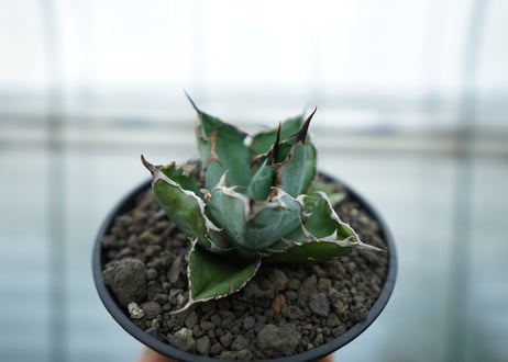 アガベ　チタノタ　 ブラックアンドブルー 　Agave titanota black and blue No.2