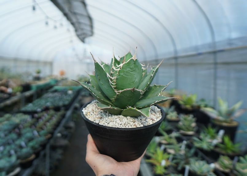 アガベ チタノタ FO-76 agave titanota FO-76 A3 | mana'