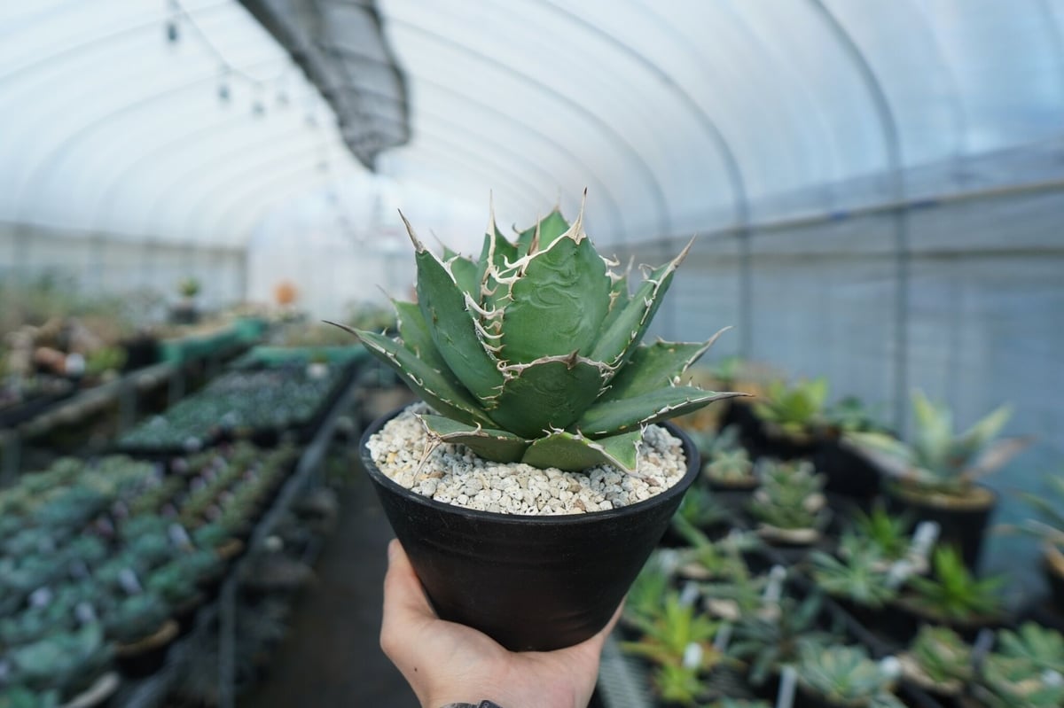 アガベ　チタノタ　群生　モンスト アガベ チタノタ モンスト 群生株 多頭 - メルカリ