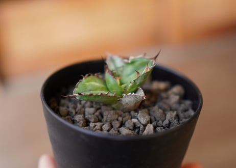 Agave titanota black＆blue 子株　No.2
